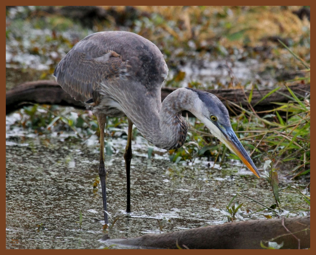 great blue heron-11-6-10-389b.JPG