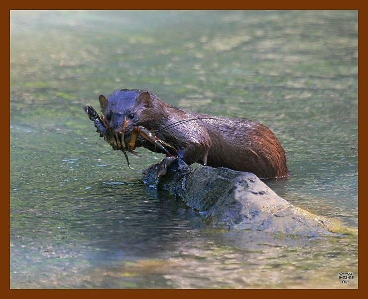 mink 6-22-08 4d757b.JPG