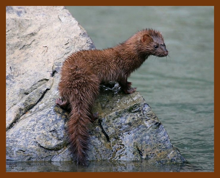 mink 6-23-08 4d868b.JPG