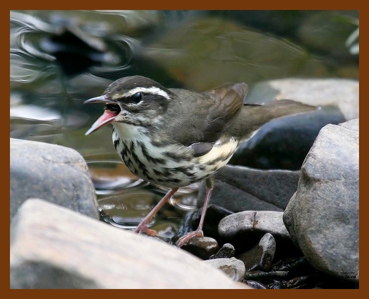 louisiana waterthrush 6-26-08 4d515b.JPG