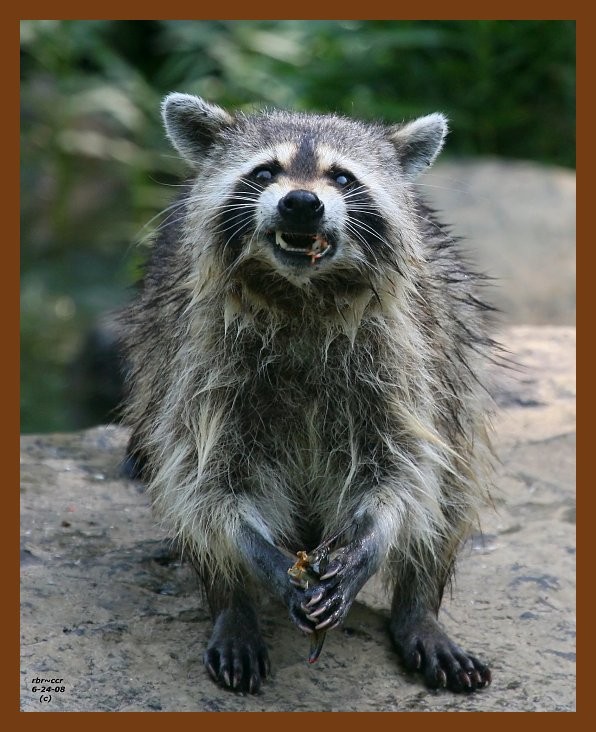 raccoon 6-24-08 4d148b.JPG