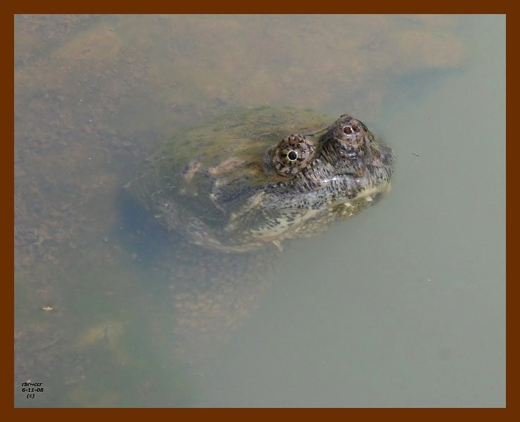 turtle-eastern snapper 6-11-08 4d499b.JPG