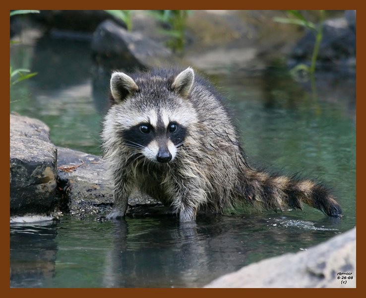 raccoon-young 6-26-08 4d556b.JPG