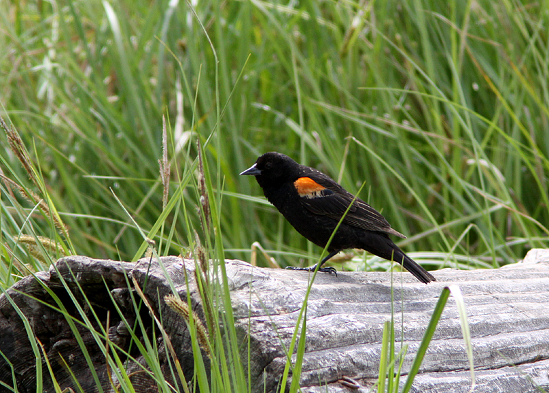 Red-winged Blackbird