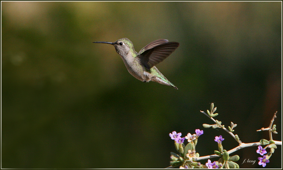 Hummingbird