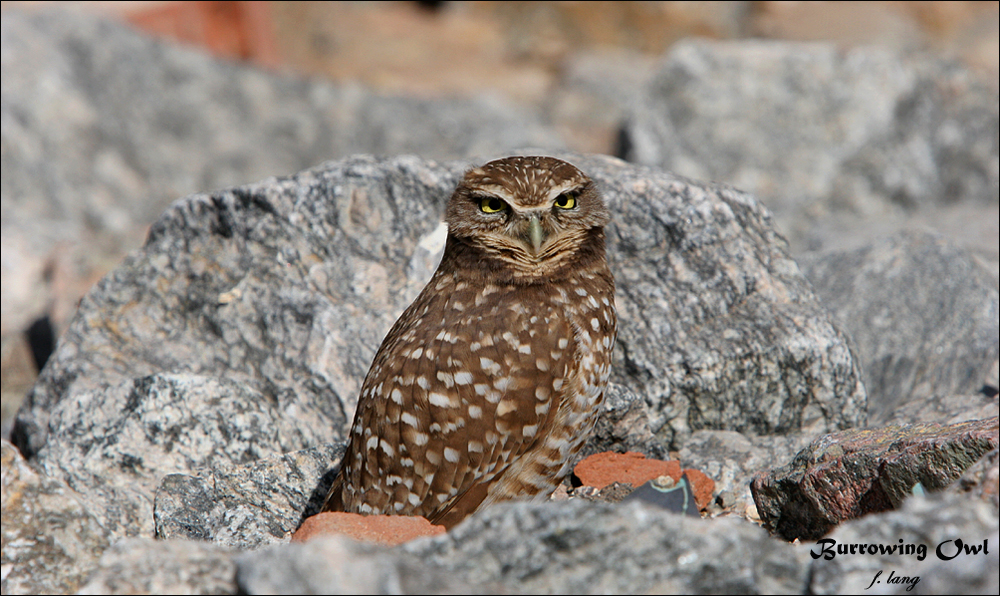 Burrowing Owl