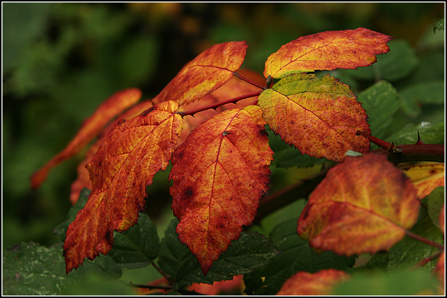 Fall Colors