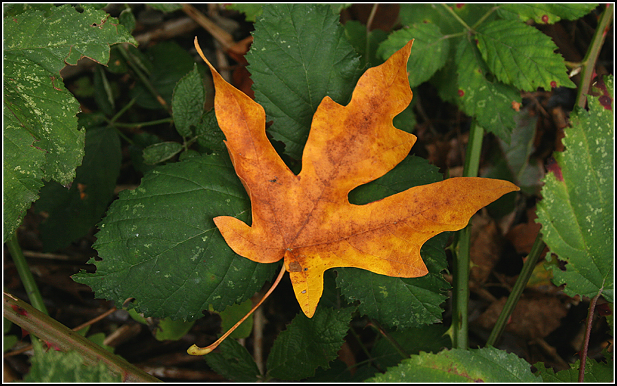 Fall Colors