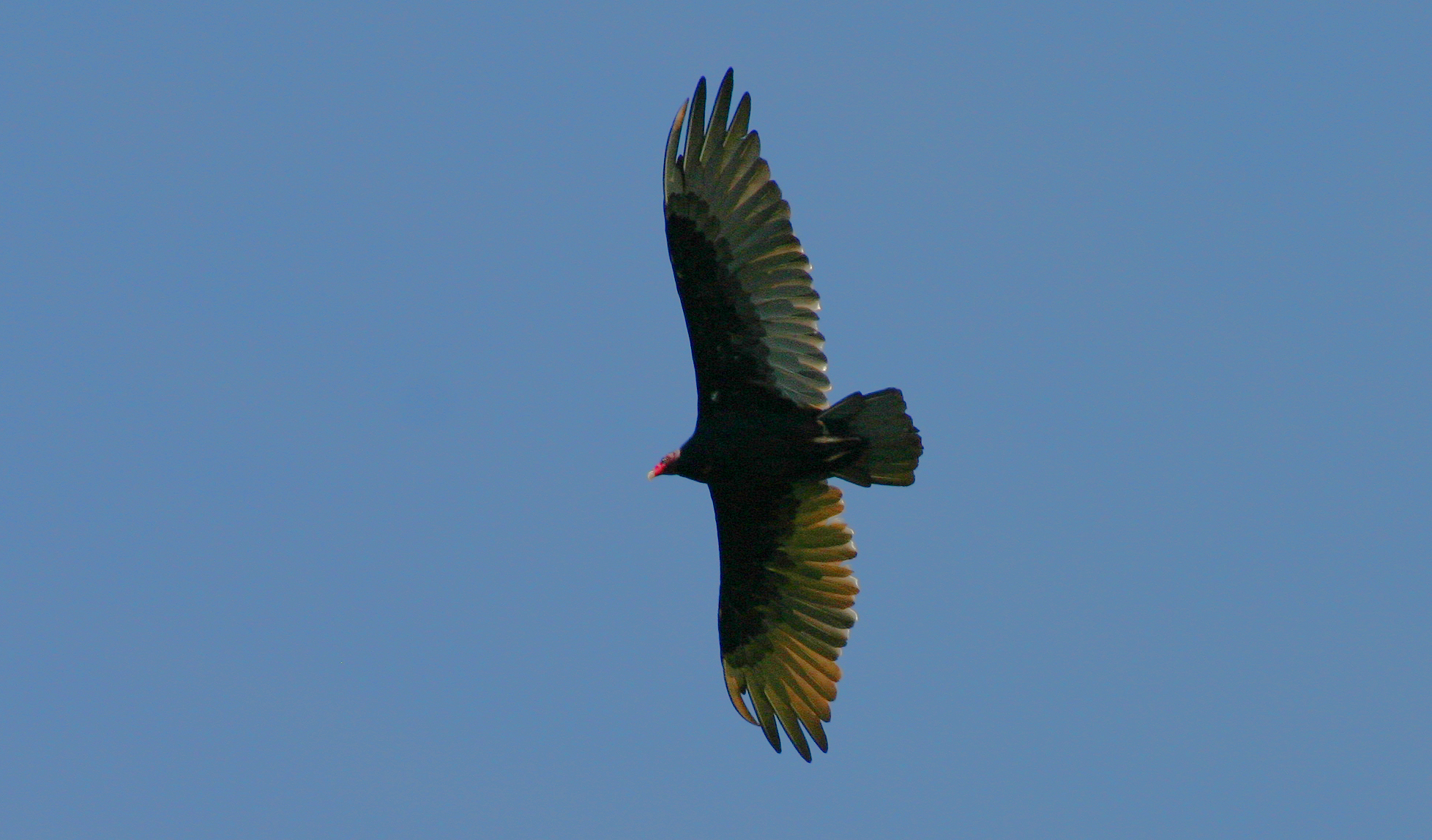 Turkey Vultures - 3