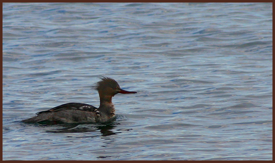 Red Breasted Merganser - female