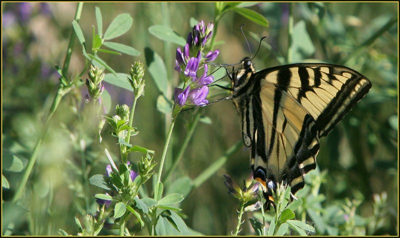 Butterfly - Swallowtail