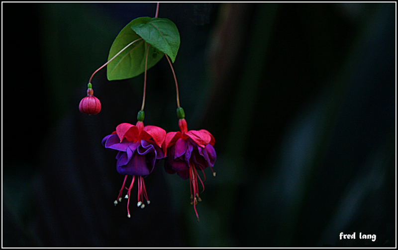 Temperate Rain Forest Flora
