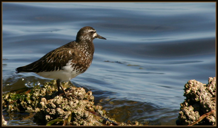 Black Turnstone