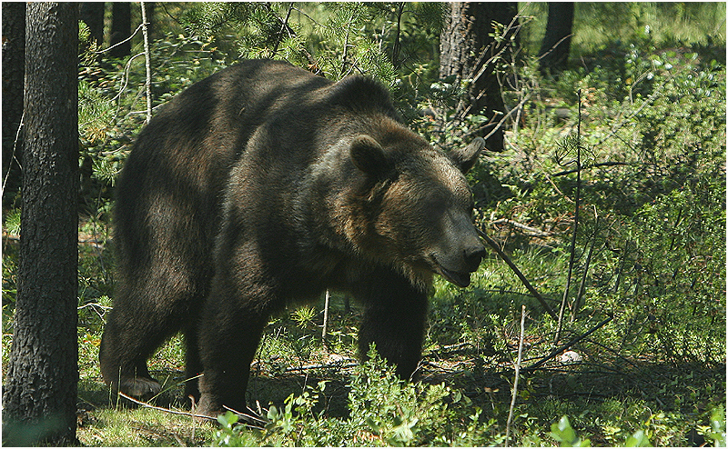 Grizzly