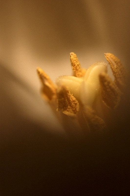 17th March 2010 <br> spring bloom