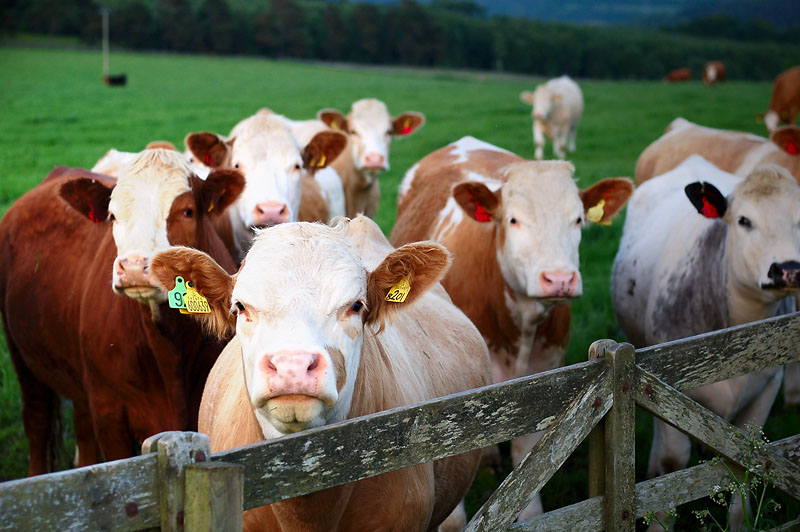 10th June 2010 <br> nosey cows