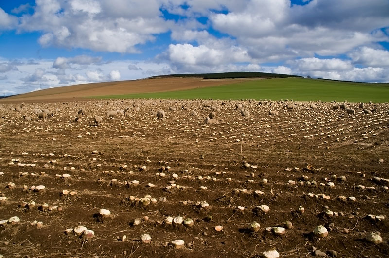21st April 2013 <br> sheep eating turnips
