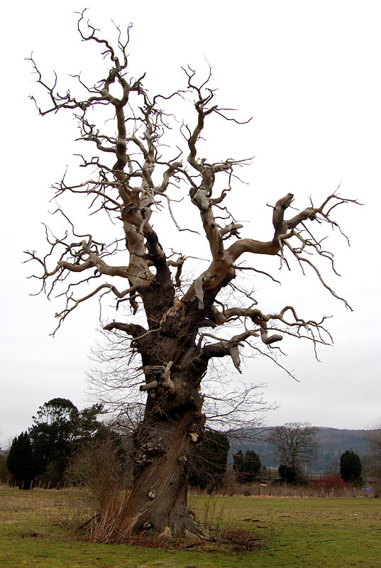 10th February 2006 Cromwell Tree