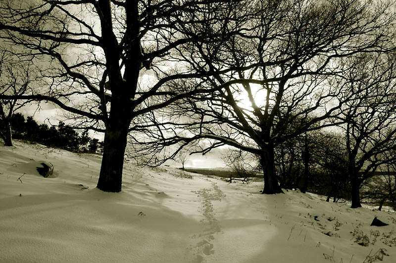 DSC_0064s.jpg