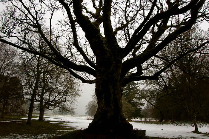 tree.jpg