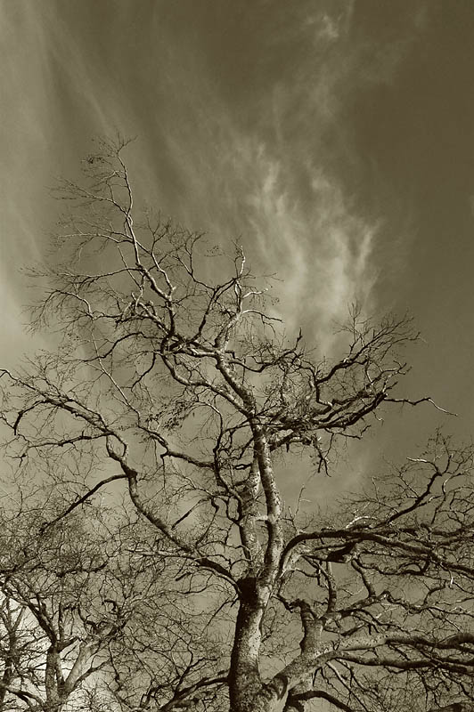 DSC_0002s.jpg