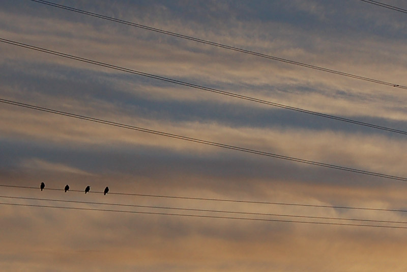 DSC_0055s.jpg