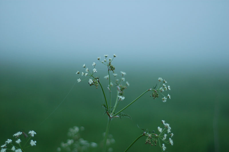 DSC_0025s.jpg