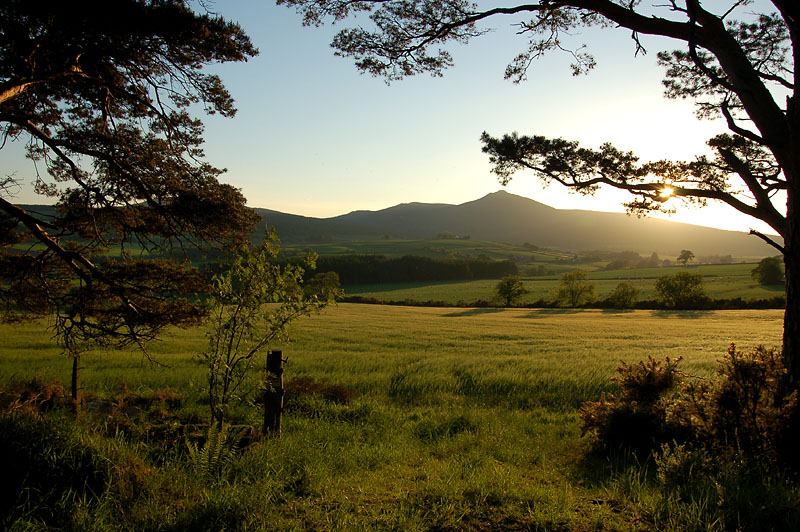 11th June 2006 <br> edge of the forest