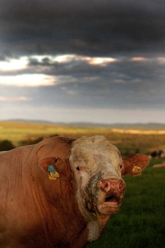 the cow at bay