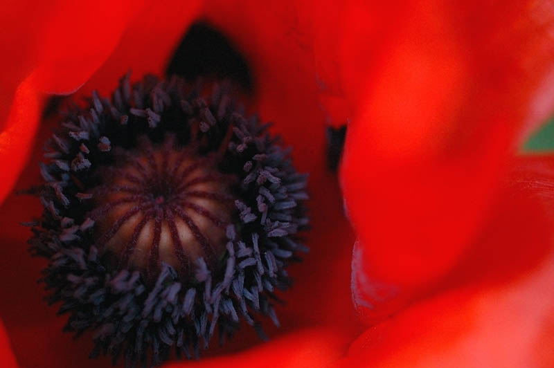 3rd July 2006 <br> last poppy