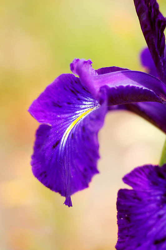 DSC_0082s.jpg
