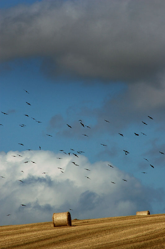 DSC_0050s.jpg