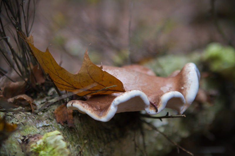 at the fall of the leaf..