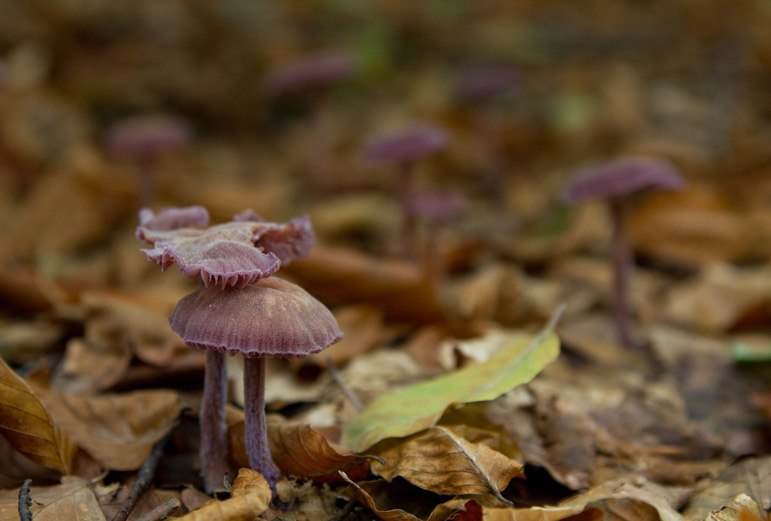 among faded woods..