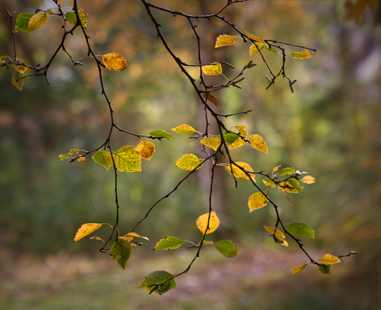 every leaf...