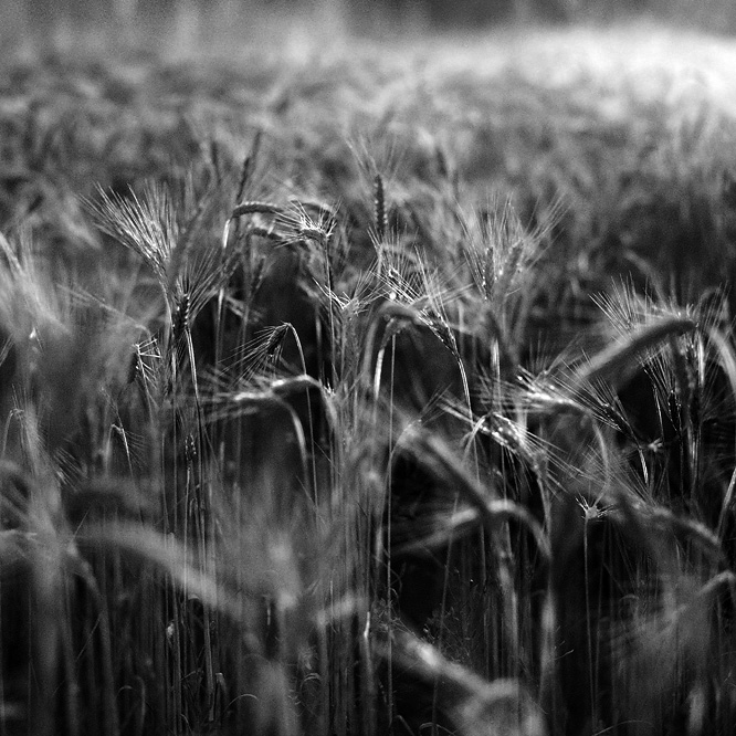 the light of fading summer