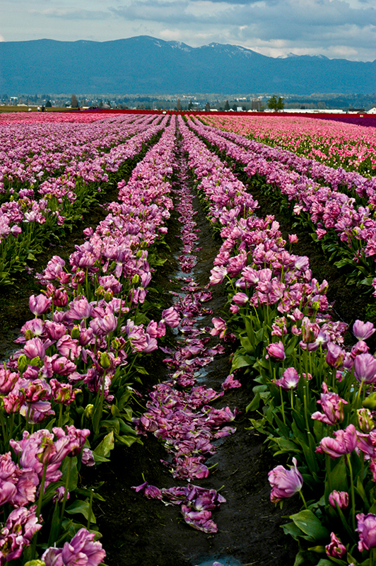 Tulips - Skagit Valley, Washington