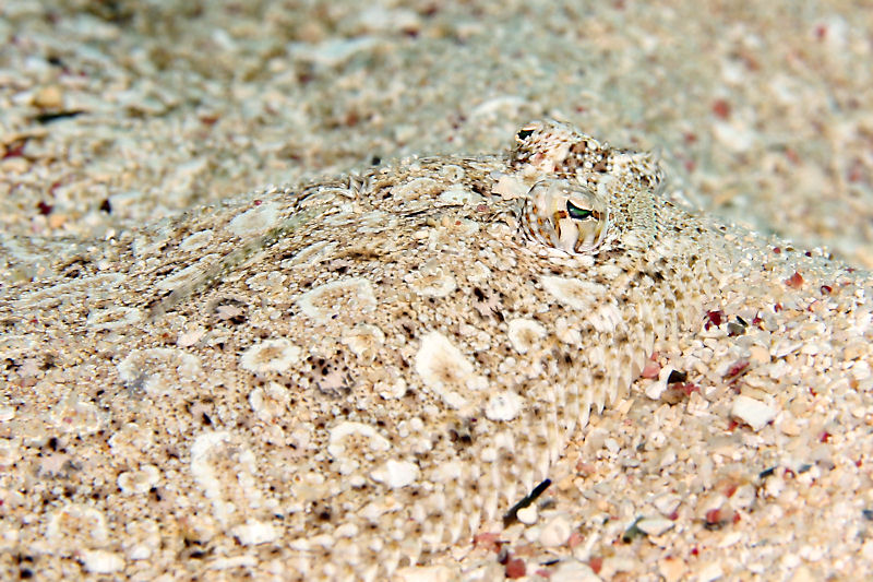 Flounder hiding in the sand