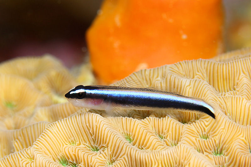 Goby on coral
