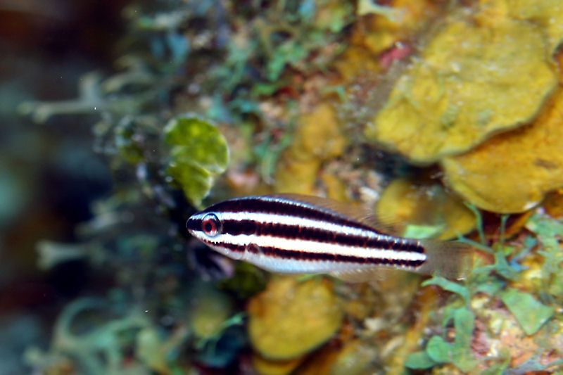 Juvenille striped parrotfish