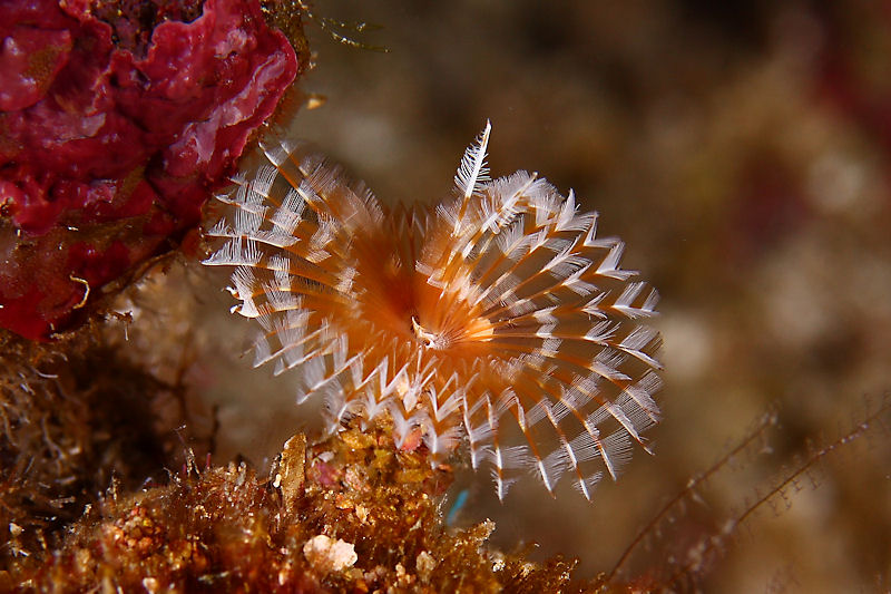 Feather duster