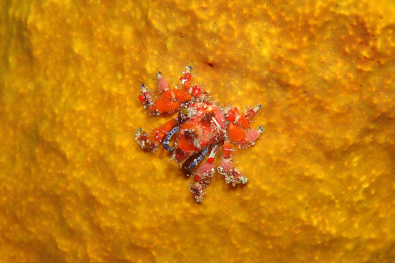 Cryptic teardrop crab on sponge