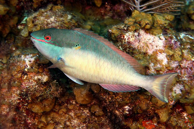 Redband parrotfish