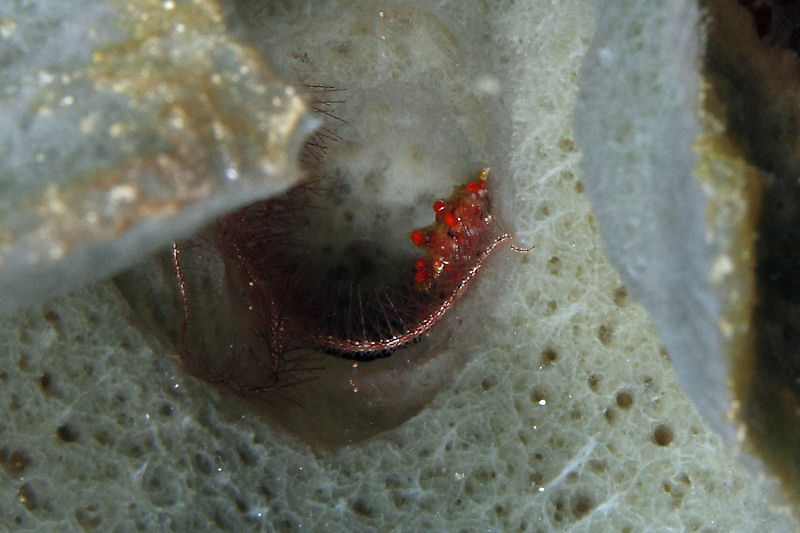 Cryptic teardrop crab in sponge