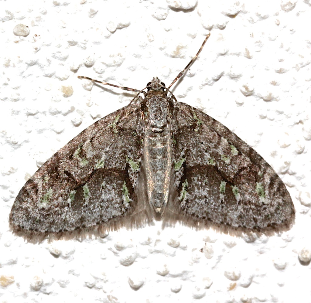 7637, Cladara limitaria, Mottled Gray Carpet