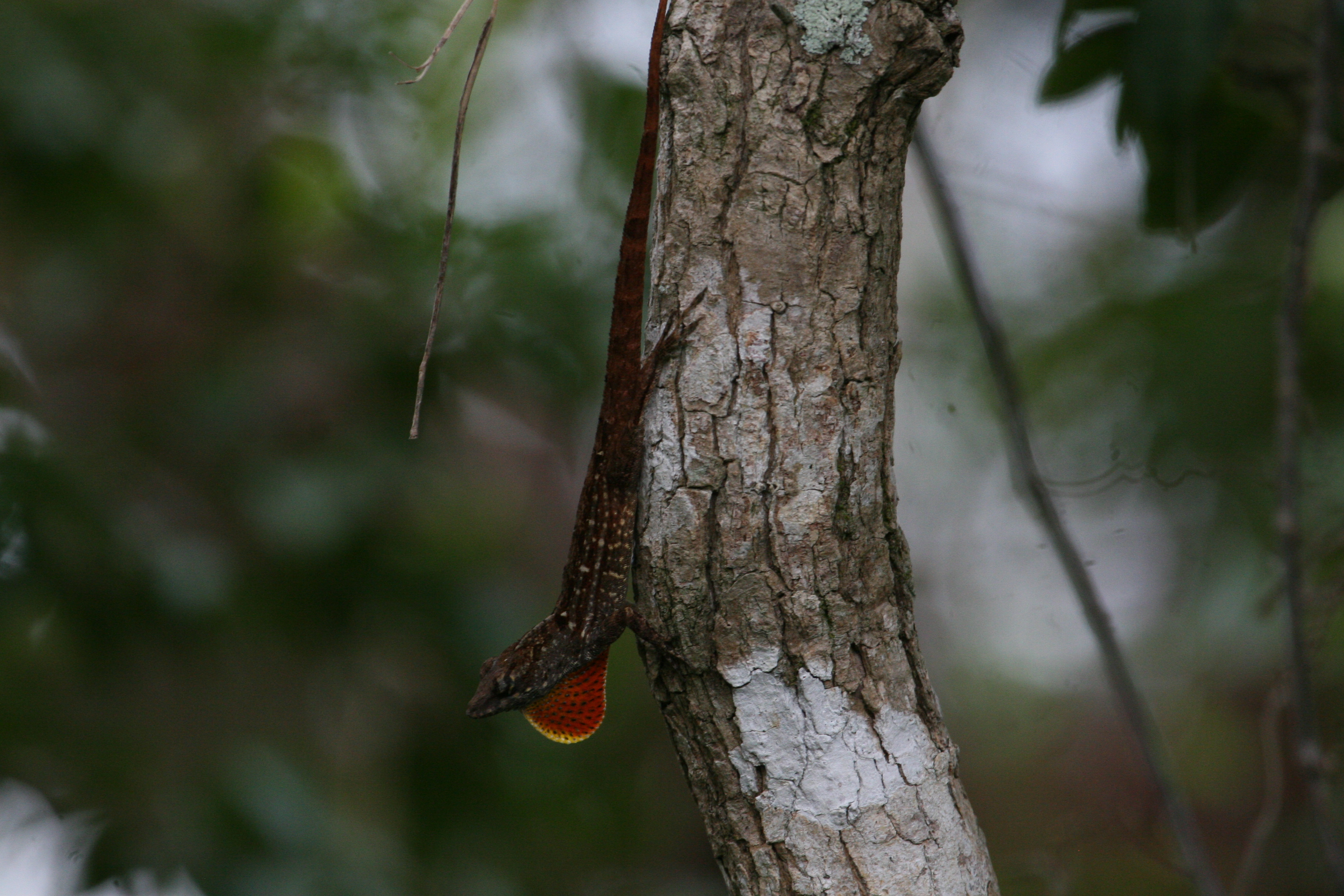 Brown Anole at Ding Darling NWR