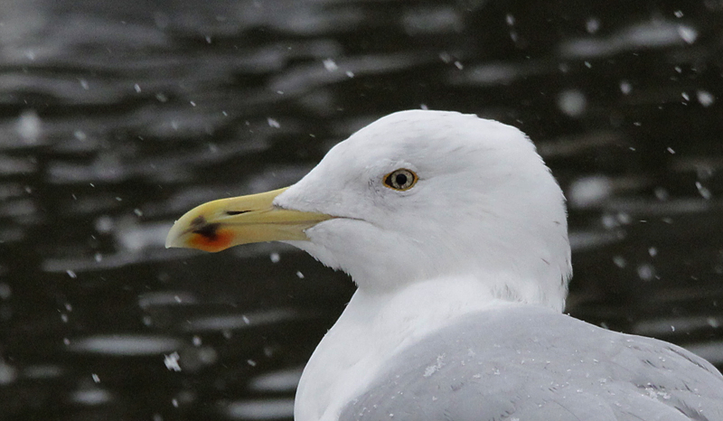 Hybride Pontische meeuw x Zilvermeeuw / Hybrid Caspian x Herring Gull / Larus cachinnans x Larus argentatus