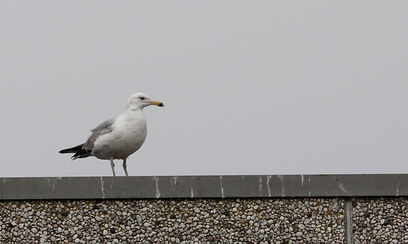 Zilvermeeuw / Herring Gull / Larus a. argentatus