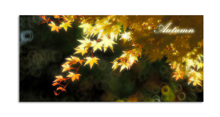 Autumn time in sydney