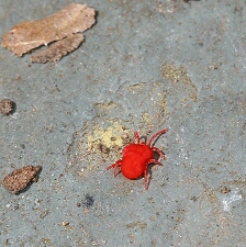 Red Velvet mite8063.jpg